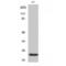 Eukaryotic Translation Initiation Factor 4E antibody, LS-C380690, Lifespan Biosciences, Western Blot image 