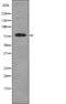 Ribosomal Protein S6 Kinase A3 antibody, abx218380, Abbexa, Western Blot image 