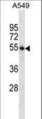 STAM Binding Protein antibody, LS-C161539, Lifespan Biosciences, Western Blot image 