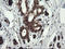 Replication Factor C Subunit 2 antibody, LS-C174107, Lifespan Biosciences, Immunohistochemistry paraffin image 