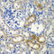 DCMP Deaminase antibody, A06902, Boster Biological Technology, Immunohistochemistry frozen image 