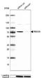 RNA Binding Motif Protein 39 antibody, NBP1-88200, Novus Biologicals, Western Blot image 