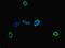 MYO1G antibody, LS-C678733, Lifespan Biosciences, Immunofluorescence image 