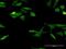 Gem-associated protein 7 antibody, MA5-22597, Invitrogen Antibodies, Immunofluorescence image 