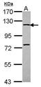 Interleukin 6 Signal Transducer antibody, PA5-28932, Invitrogen Antibodies, Western Blot image 