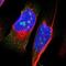Zinc Finger E-Box Binding Homeobox 2 antibody, NBP1-82991, Novus Biologicals, Immunofluorescence image 