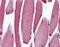 Paired Box 3 antibody, M00285, Boster Biological Technology, Immunohistochemistry frozen image 