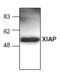 X-Linked Inhibitor Of Apoptosis antibody, ALX-210-327-C100, Enzo Life Sciences, Western Blot image 