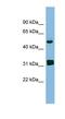 Ly1 Antibody Reactive antibody, NBP1-56474, Novus Biologicals, Western Blot image 