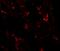NK2 Homeobox 1 antibody, A01322, Boster Biological Technology, Immunofluorescence image 