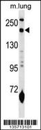 Macrophage mannose receptor 1-like protein 1 antibody, 58-588, ProSci, Western Blot image 