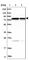 Prolyl Endopeptidase antibody, HPA031390, Atlas Antibodies, Western Blot image 