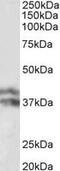 Haptoglobin antibody, MBS422728, MyBioSource, Western Blot image 