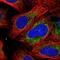 Thioredoxin reductase antibody, HPA037915, Atlas Antibodies, Immunofluorescence image 