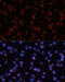 Transcription Factor 4 antibody, 14-016, ProSci, Immunofluorescence image 