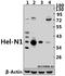 ELAV-like protein 2 antibody, A06194S27, Boster Biological Technology, Western Blot image 