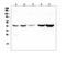 Alpha-1-Microglobulin/Bikunin Precursor antibody, A02419-3, Boster Biological Technology, Western Blot image 