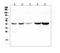 AMBP antibody, A02419-3, Boster Biological Technology, Western Blot image 