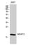 Microsomal Glutathione S-Transferase 2 antibody, STJ94117, St John