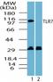 Toll Like Receptor 7 antibody, TA337065, Origene, Western Blot image 