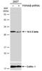 Tyrosine 3-Monooxygenase/Tryptophan 5-Monooxygenase Activation Protein Beta antibody, NBP1-33454, Novus Biologicals, Western Blot image 