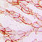 Paxillin antibody, LS-C352762, Lifespan Biosciences, Immunohistochemistry frozen image 