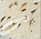 Protein BEX1 antibody, LS-C156802, Lifespan Biosciences, Immunohistochemistry frozen image 