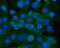 Ankyrin-1 antibody, A02716-1, Boster Biological Technology, Immunofluorescence image 