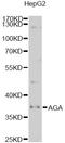 Aspartylglucosaminidase antibody, STJ28435, St John