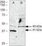 Wnt Family Member 2B antibody, 38-3500, Invitrogen Antibodies, Western Blot image 