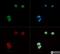 LDL Receptor Related Protein 8 antibody, NB100-2216, Novus Biologicals, Immunocytochemistry image 