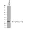 Elastase, Neutrophil Expressed antibody, AF4517, R&D Systems, Western Blot image 