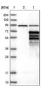 Meis Homeobox 2 antibody, NBP1-81669, Novus Biologicals, Western Blot image 