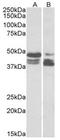 PP17 antibody, AP32072PU-N, Origene, Western Blot image 