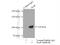 Exocyst Complex Component 4 antibody, 11913-1-AP, Proteintech Group, Immunoprecipitation image 