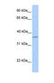 LAYN antibody, NBP1-69660, Novus Biologicals, Western Blot image 