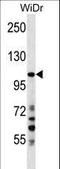 Sushi Domain Containing 2 antibody, LS-C161625, Lifespan Biosciences, Western Blot image 