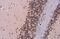 Thymine DNA Glycosylase antibody, NBP2-43802, Novus Biologicals, Immunohistochemistry paraffin image 