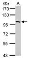 Phosphodiesterase 11A antibody, NBP2-19743, Novus Biologicals, Western Blot image 