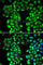 DnaJ Heat Shock Protein Family (Hsp40) Member B1 antibody, A5504, ABclonal Technology, Immunofluorescence image 