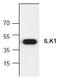 Integrin Linked Kinase antibody, AP00163PU-N, Origene, Western Blot image 