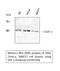 C-X-C Motif Chemokine Ligand 12 antibody, STJ95590, St John