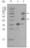 Ret Proto-Oncogene antibody, STJ98359, St John