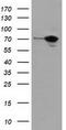 SAM And HD Domain Containing Deoxynucleoside Triphosphate Triphosphohydrolase 1 antibody, LS-B12390, Lifespan Biosciences, Western Blot image 