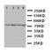 P21 (RAC1) Activated Kinase 6 antibody, LS-C312881, Lifespan Biosciences, Western Blot image 