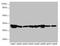 Enoyl-CoA hydratase, mitochondrial antibody, LS-C682107, Lifespan Biosciences, Western Blot image 