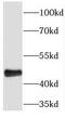 Pleckstrin Homology Domain Containing A1 antibody, FNab06534, FineTest, Western Blot image 