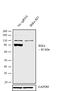 Component Of Inhibitor Of Nuclear Factor Kappa B Kinase Complex antibody, MA5-16157, Invitrogen Antibodies, Western Blot image 
