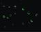 C1q And TNF Related 6 antibody, LS-B1344, Lifespan Biosciences, Immunofluorescence image 