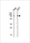 Sorting nexin-1 antibody, 57-439, ProSci, Western Blot image 